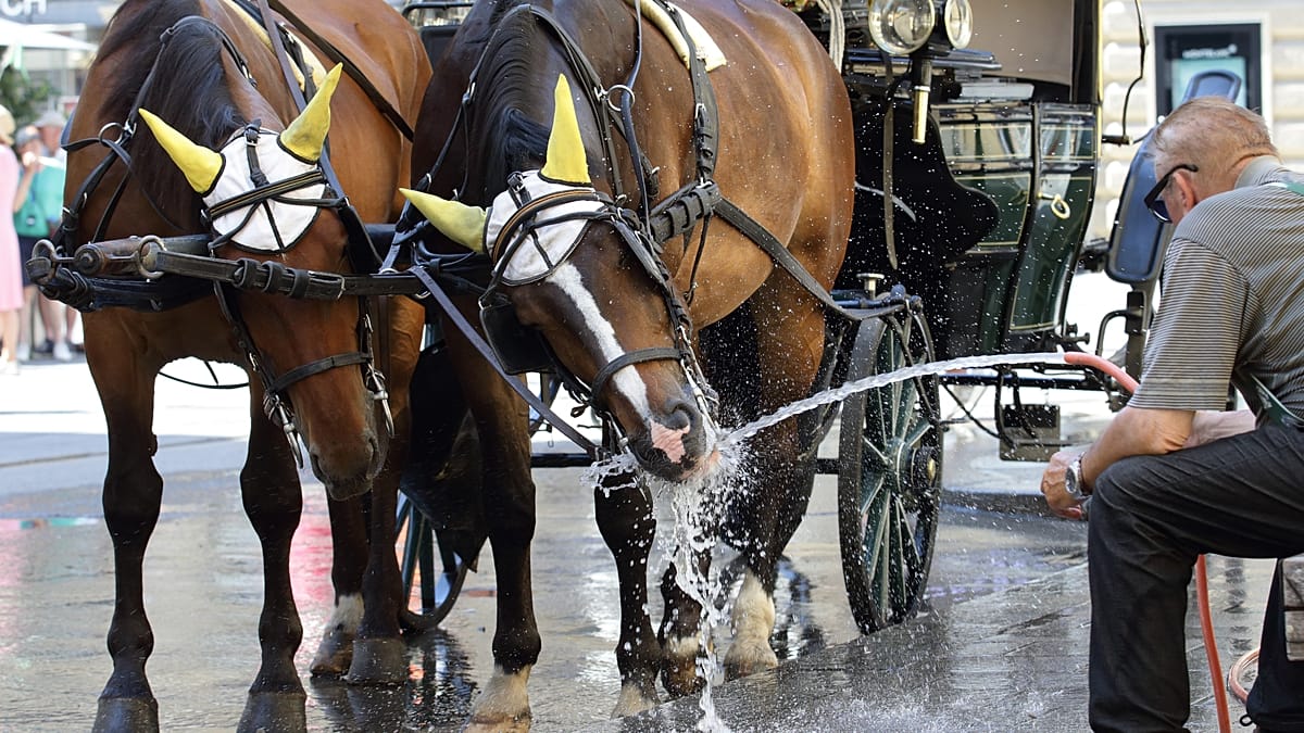 10 July Folk Lore Meets Meteorology: What the 'Seven Brothers' Say About Europe's Summer Heat