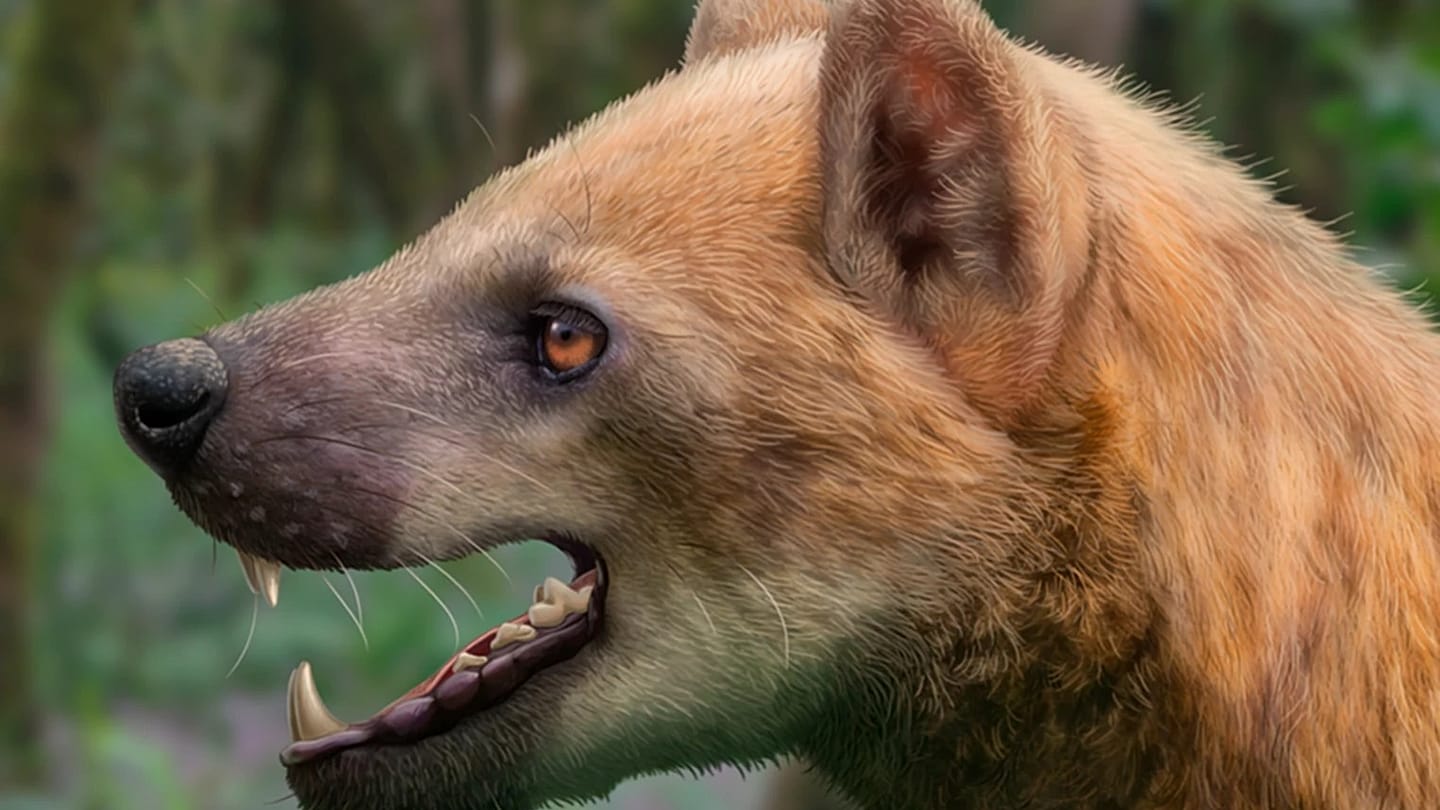 159-Million-Year-Old Bear-Dog Skull Unearthed in Catalonia Rewrites Miocene Carnivore History