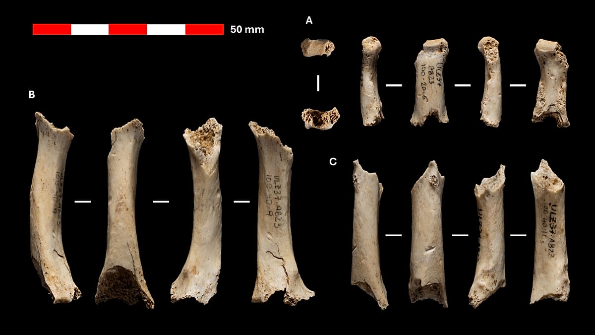 46,000-year-old Neanderthal remains found in Navarra cave
