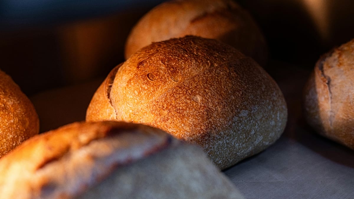 8,000-Year-Old Wheat Imprint in Georgia Rewrites Origins of Bread Wheat