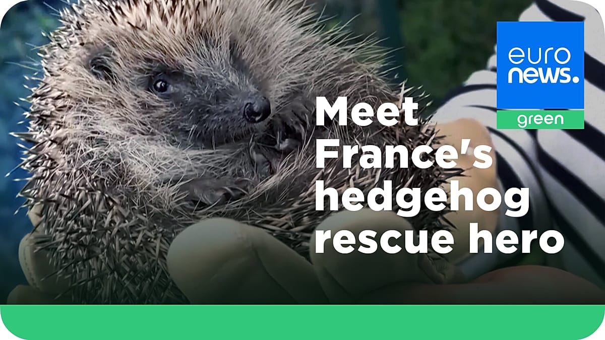 A Suburban Refuge: Inside the Parisian Garden Saving Urban Hedgehogs
