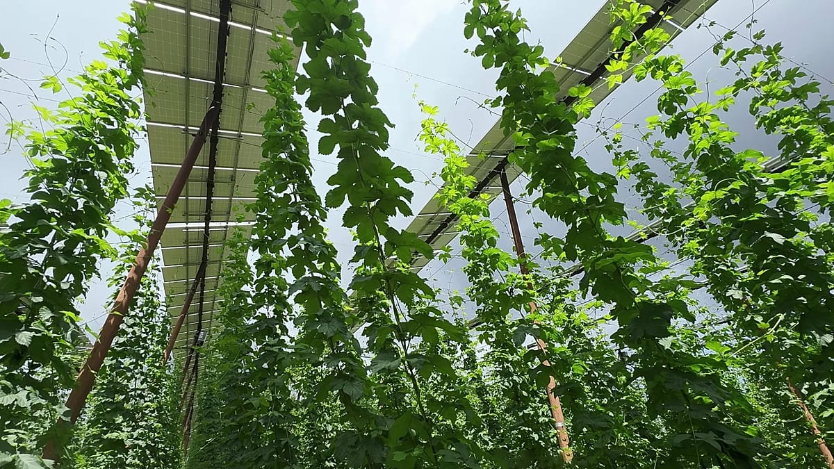Agri-PV in Bavaria: Solar Panels Above Hop Gardens Offer a Climate Solution