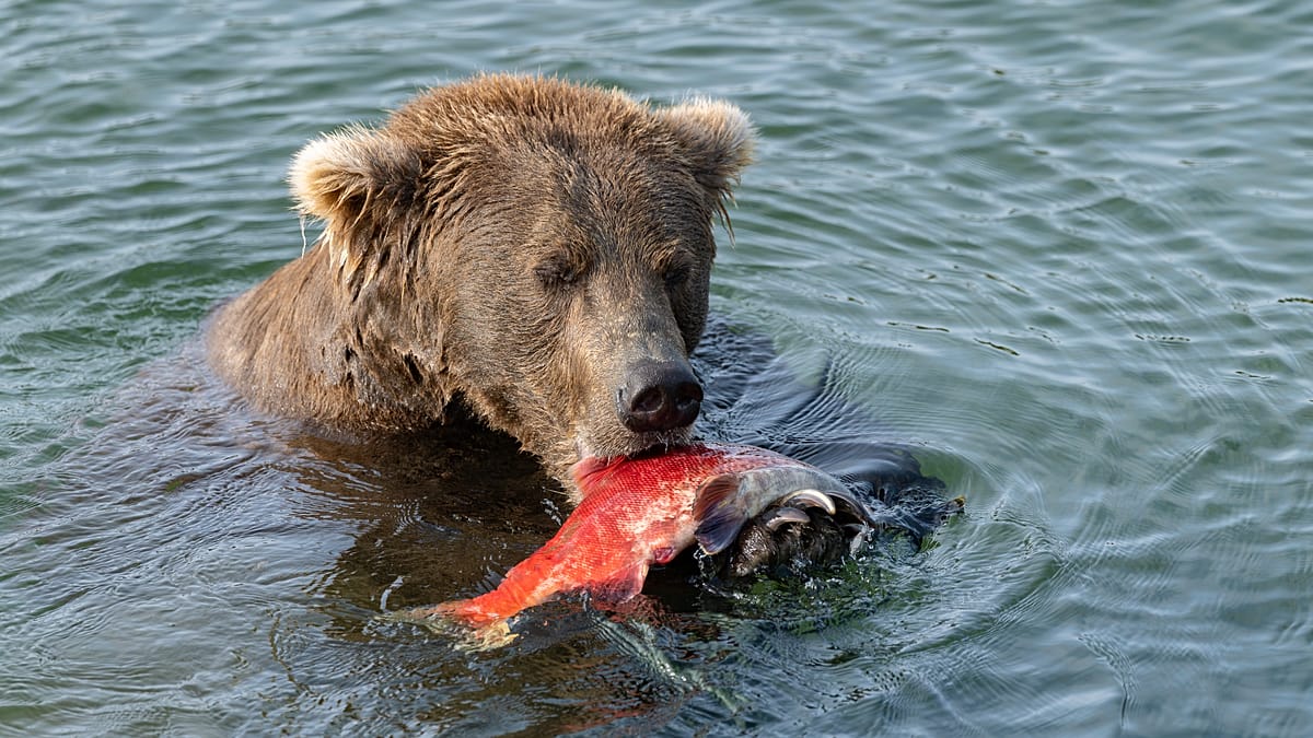 Alaska's Fat Bear Week opens with Chunk defending his title