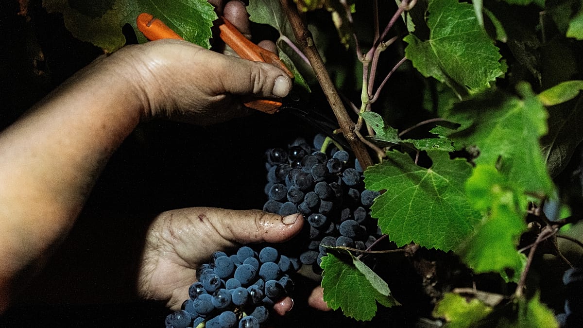 Alentejo winemakers turn to night harvests as heatwaves intensify