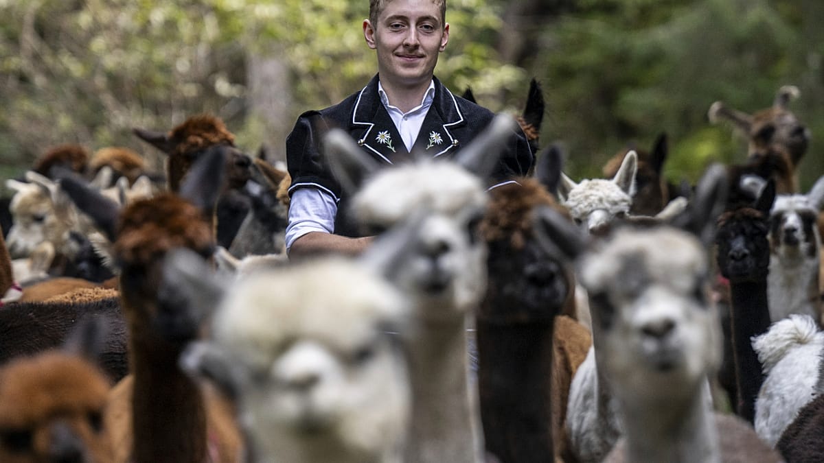 Alpaca herds make seasonal descent from Bernese Alps