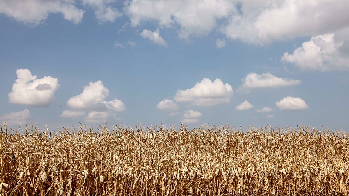 Alsace farmers bet on pulses as drought reshapes agriculture