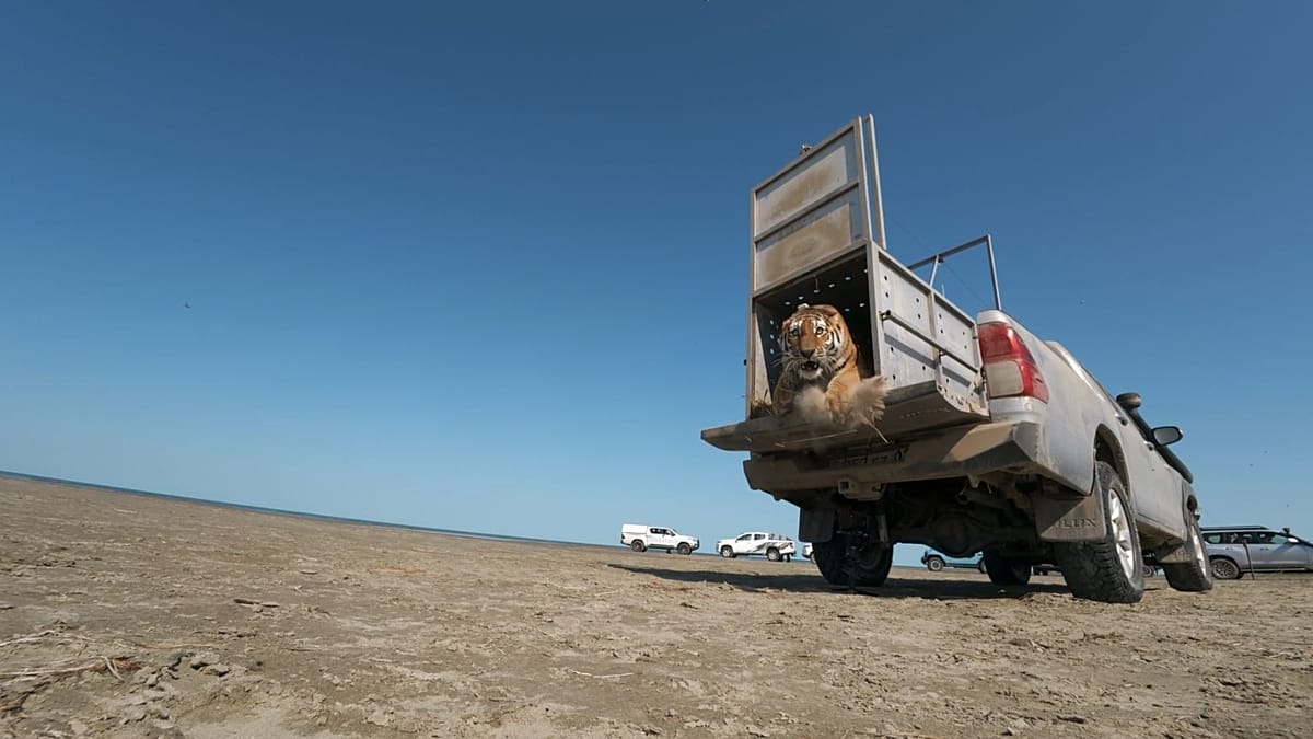 Amur tiger returns to Kazakhstan's wild after 70-year absence