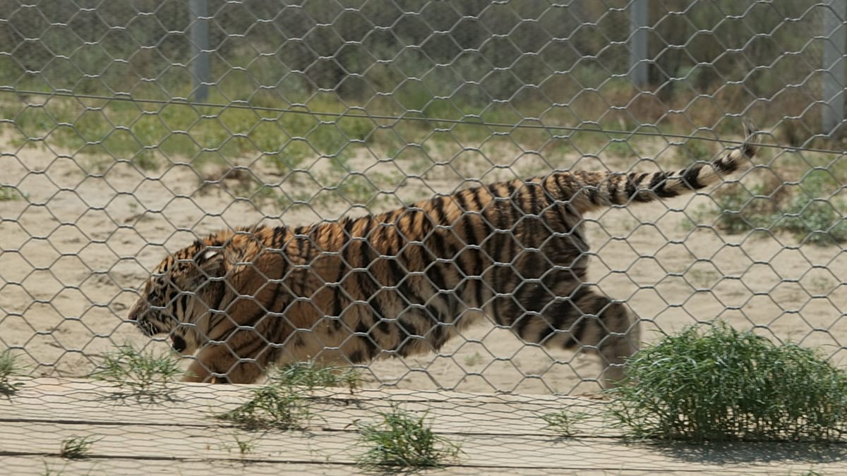 Amur Tigers Released in Kazakhstan to Revive Extinct Turan Subspecies