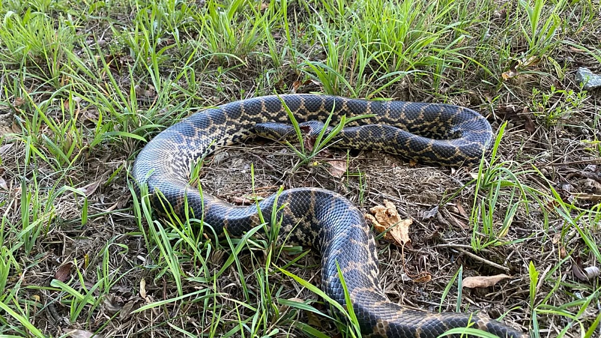 Anaconda found on Danube bank in Bavaria, far from home