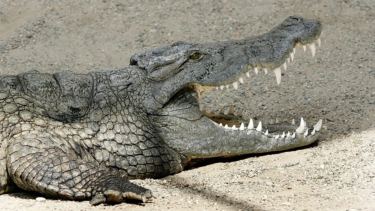 Ancient Egyptian crocodile fossil gets new identity after CT scans