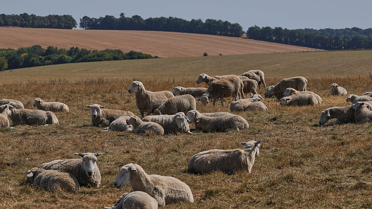 Ancient Parchment DNA Reveals Sheep Pox Virus History
