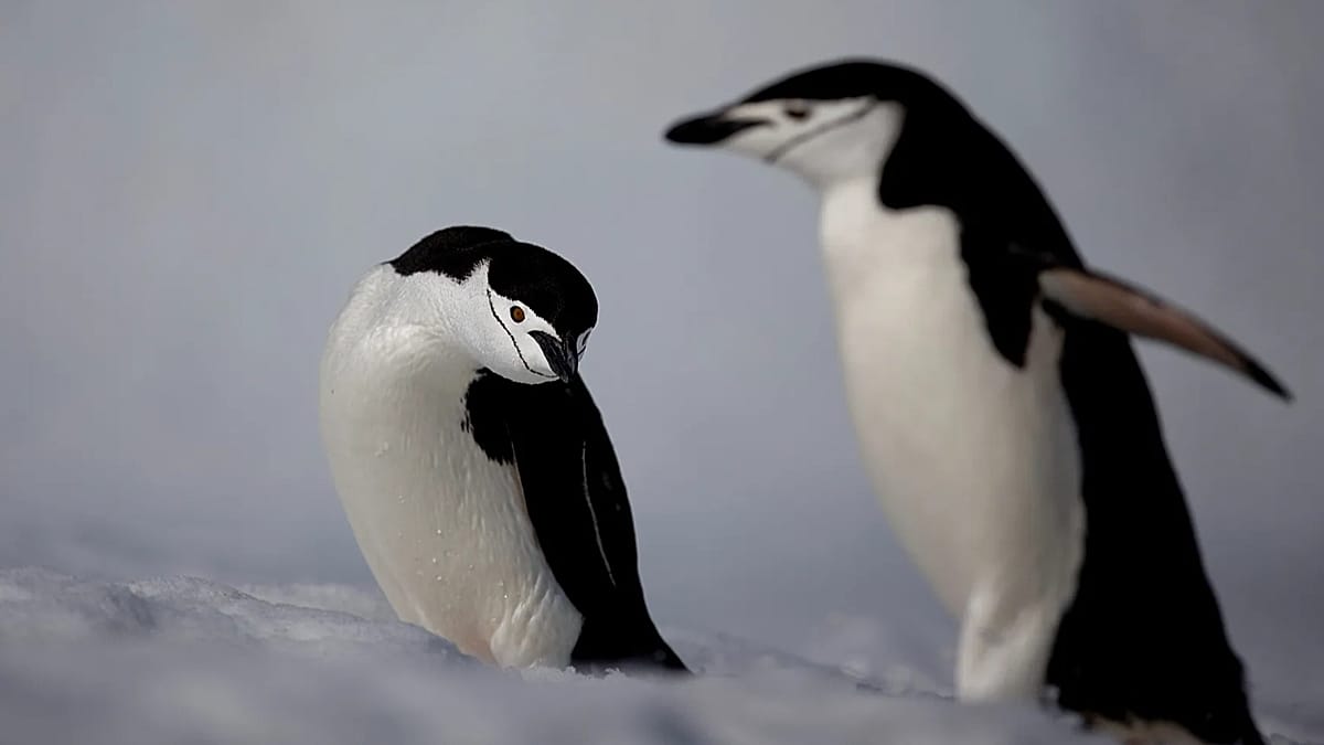 Antarctic Penguin Colonies Emerge as Major Methane Source, Spanish Study Finds