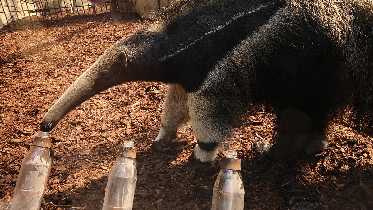 Anteater Taio Predicts Draw for Germany's World Cup Opener