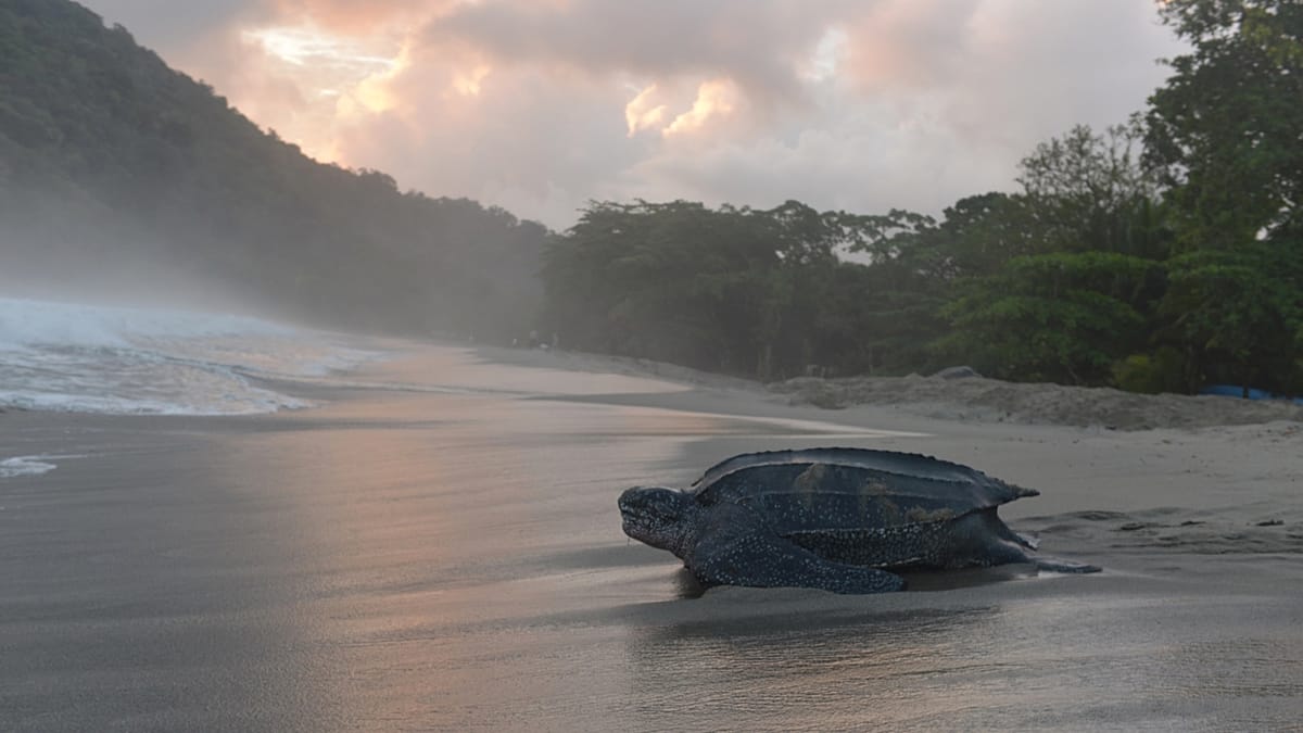 Atlantic sanctuaries could shield leatherback turtles from fishing