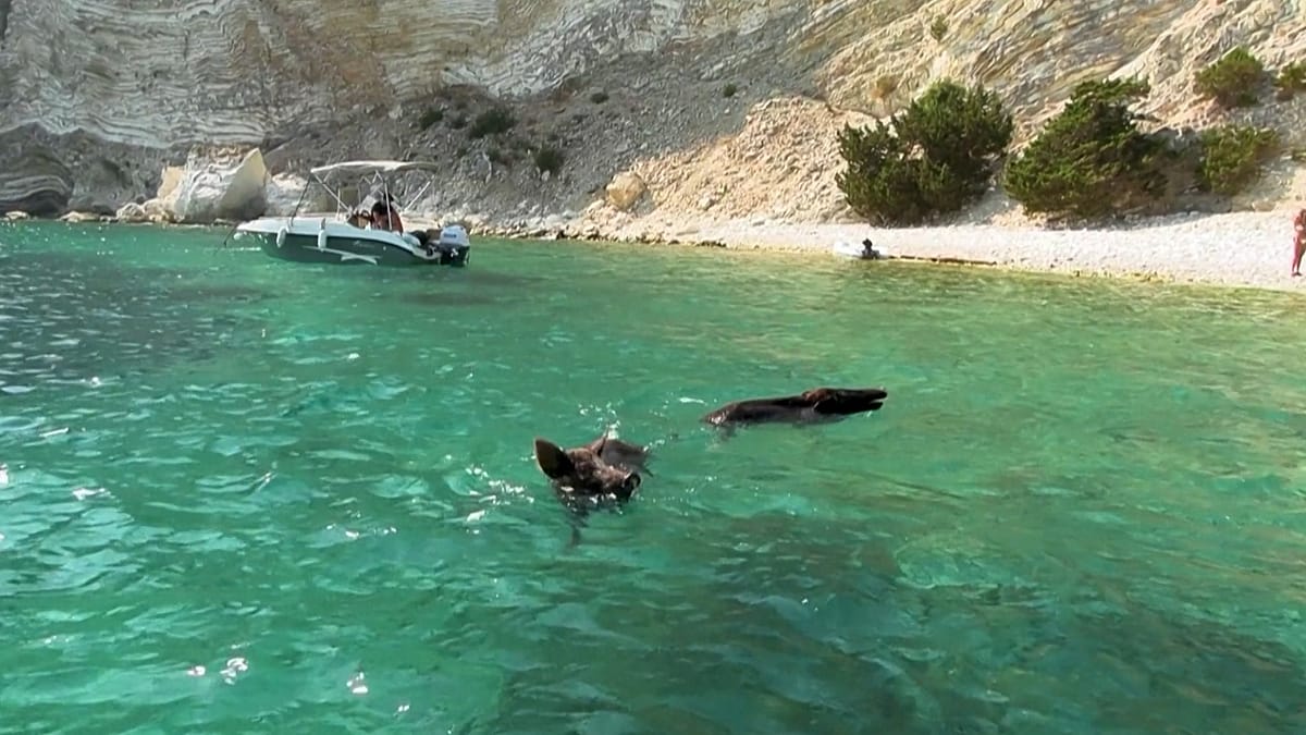 Atokos: the Greek isle where wild boars swim with tourists