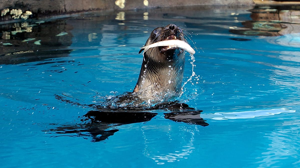 Australian seals train for hearing tests to study ocean noise