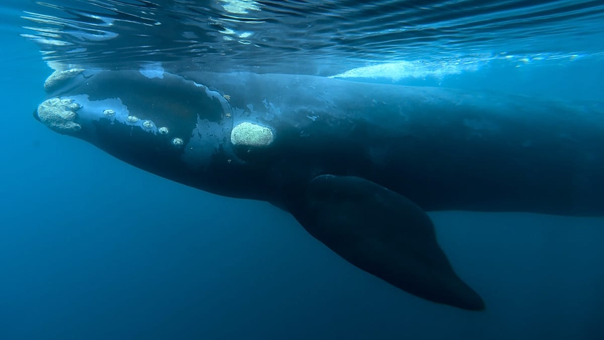 Bacterial infection suspected as southern right whale calves die off Argentina's Patagonian coast