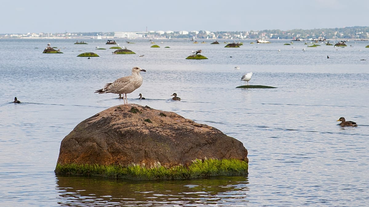 Baltic Sea's drug pollution prompts rethink on prescribing