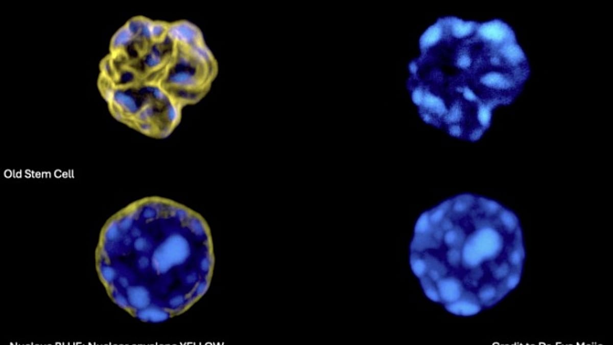 Barcelona AI decodes DNA architecture to spot ageing stem cells