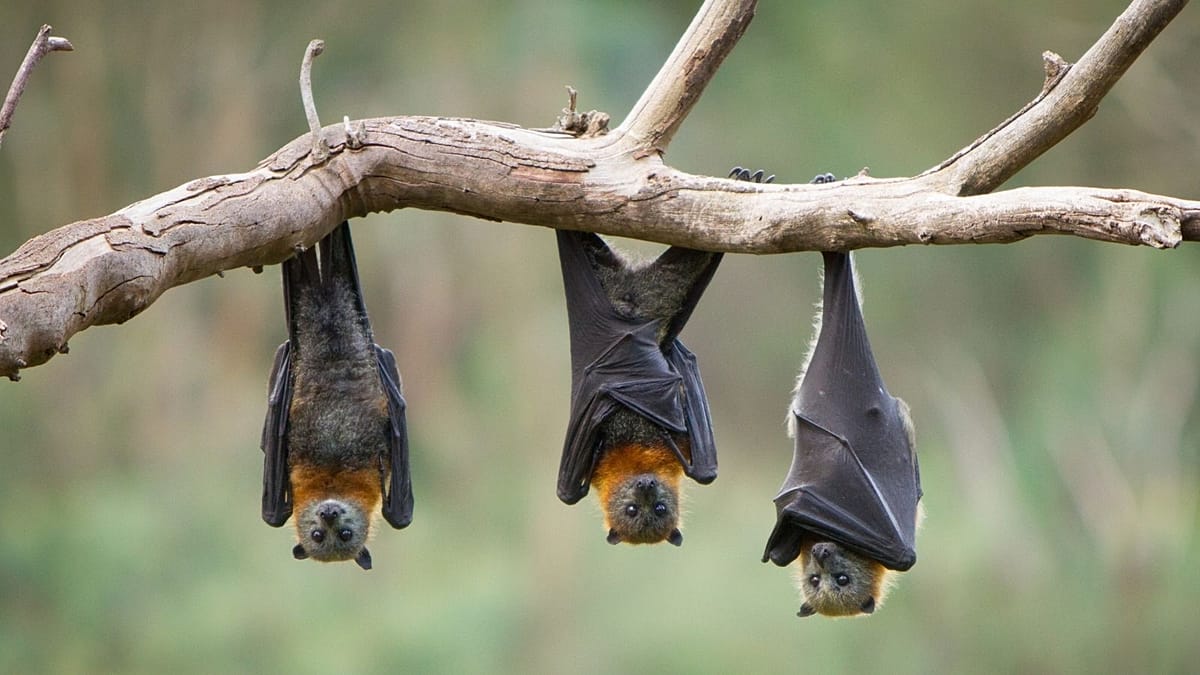 Bats' longevity genes may reveal new ways to fight cancer and aging