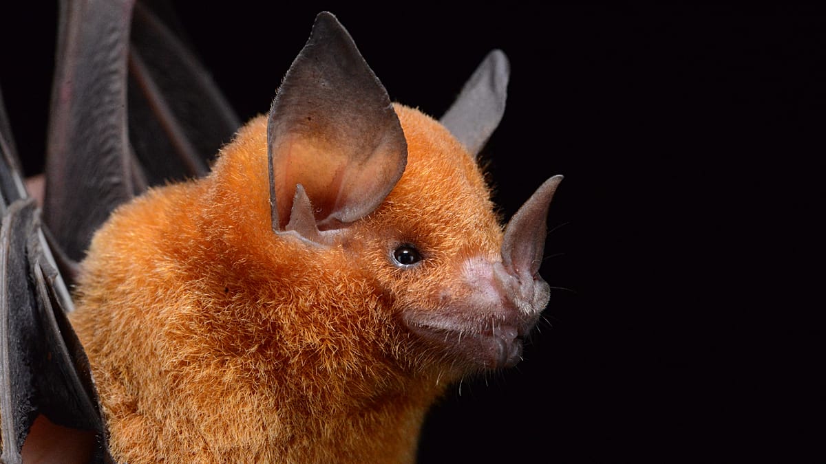 Bats originated in Europe 65 million years ago, genomic study finds