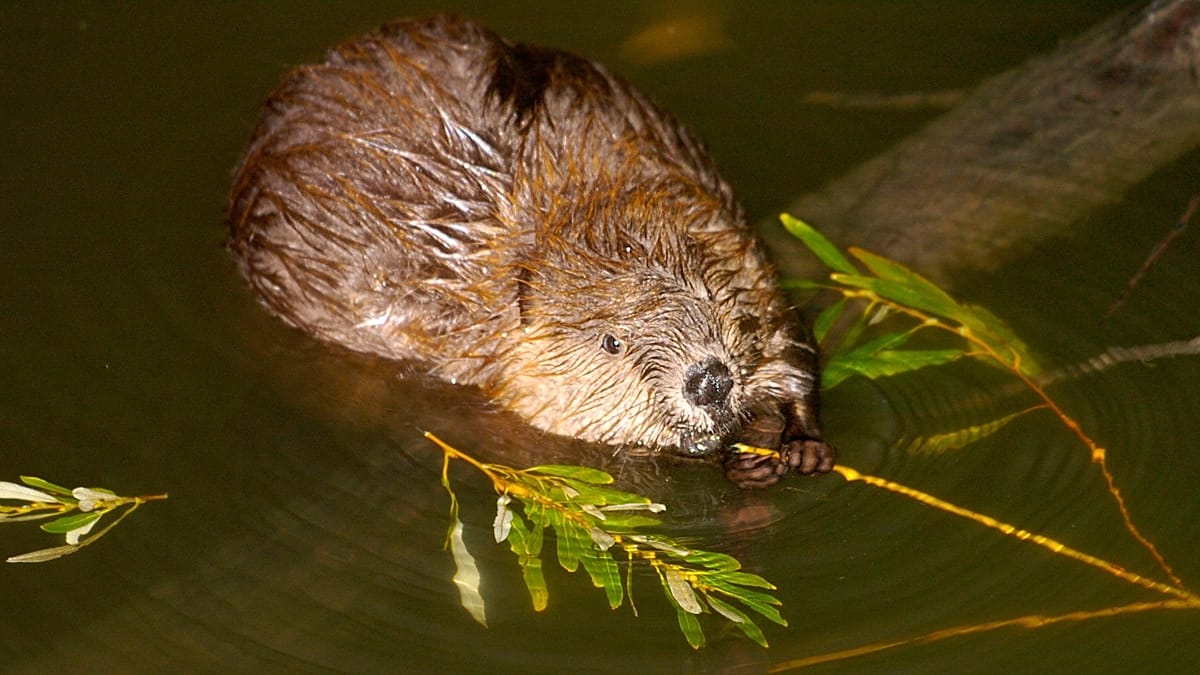 Beavers emerge as unlikely allies in Europe's fight against wildfires