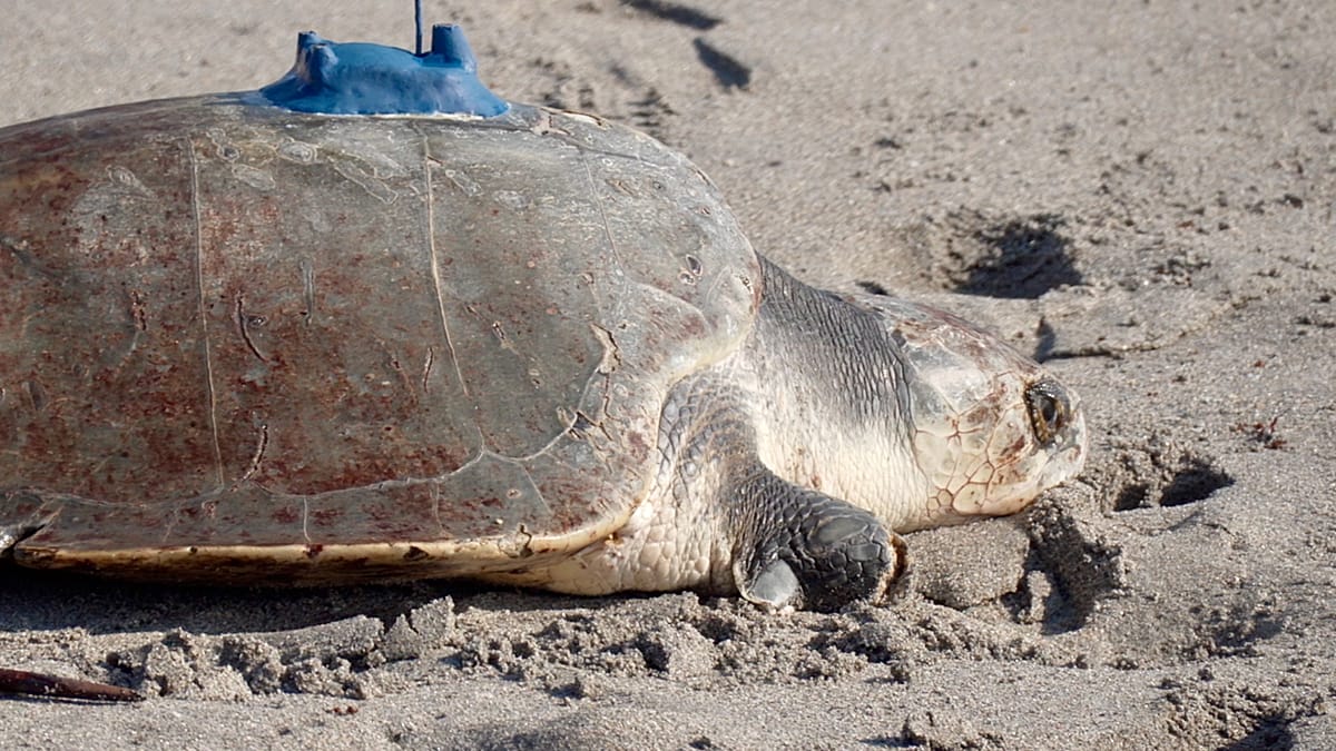 Beijing Claims Foreign Spy Agencies Use Sea Turtles to Map Coastline