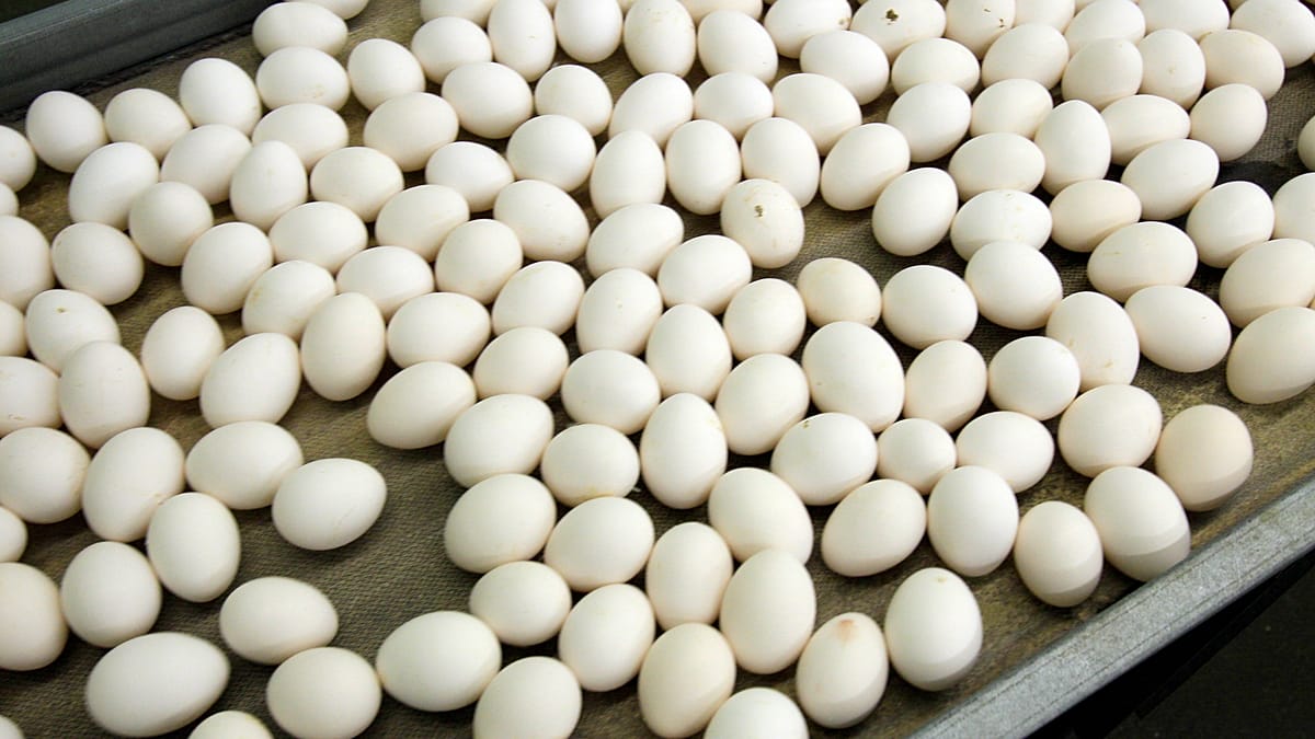 Belgian salmonella outbreak linked to eggs infects over 300 people
