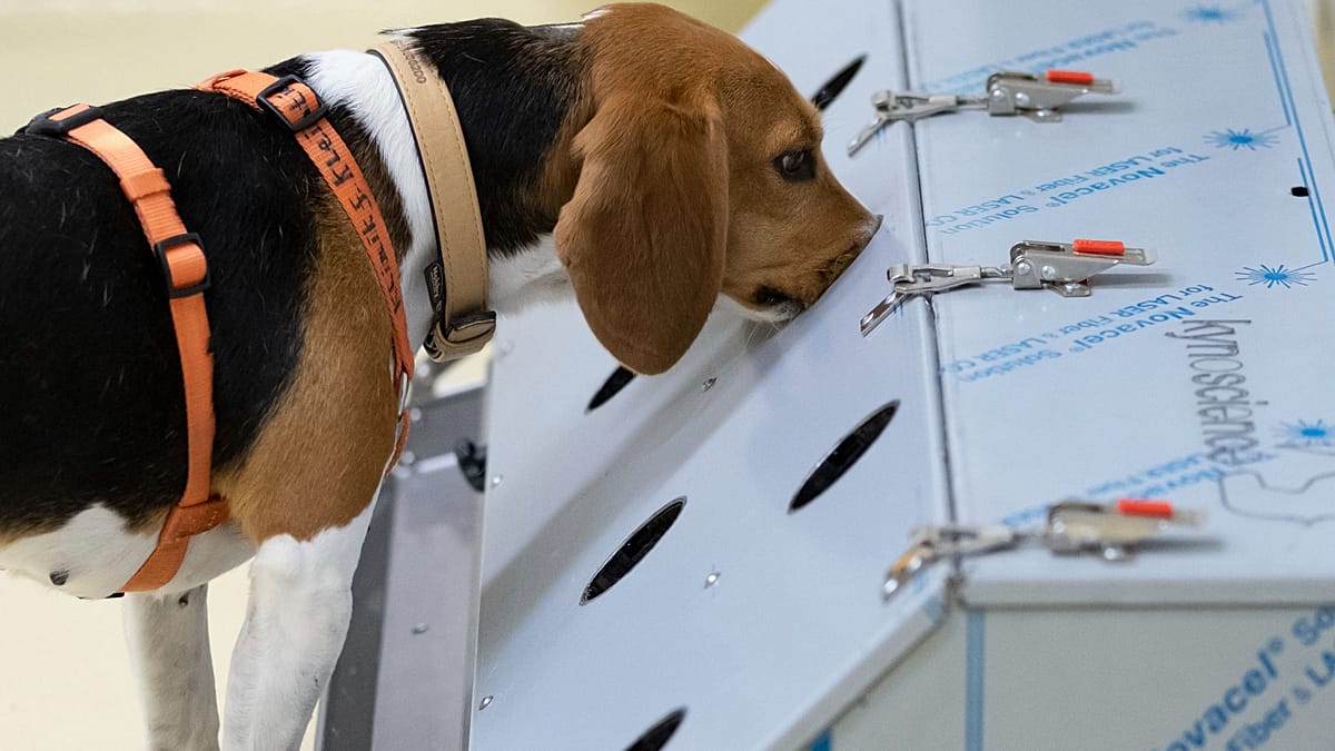 Bengaluru startup trains dogs and AI to sniff out cancer