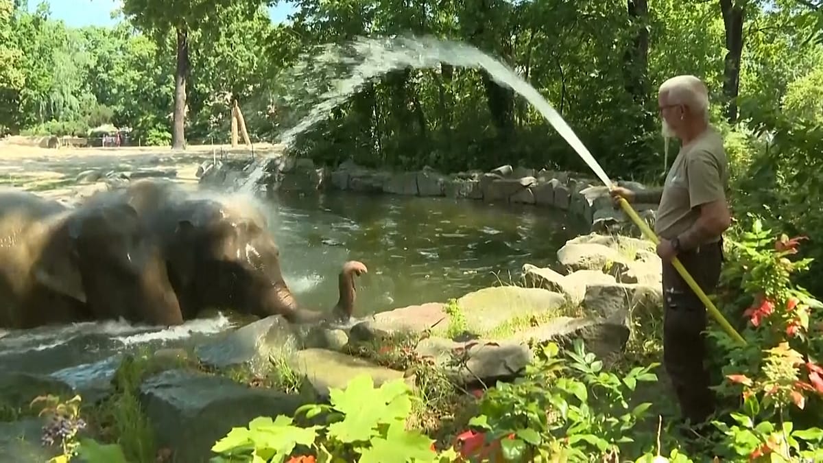 Berlin Zoo Deploys Ice Bombs and Showers as Heatwave Grips Europe