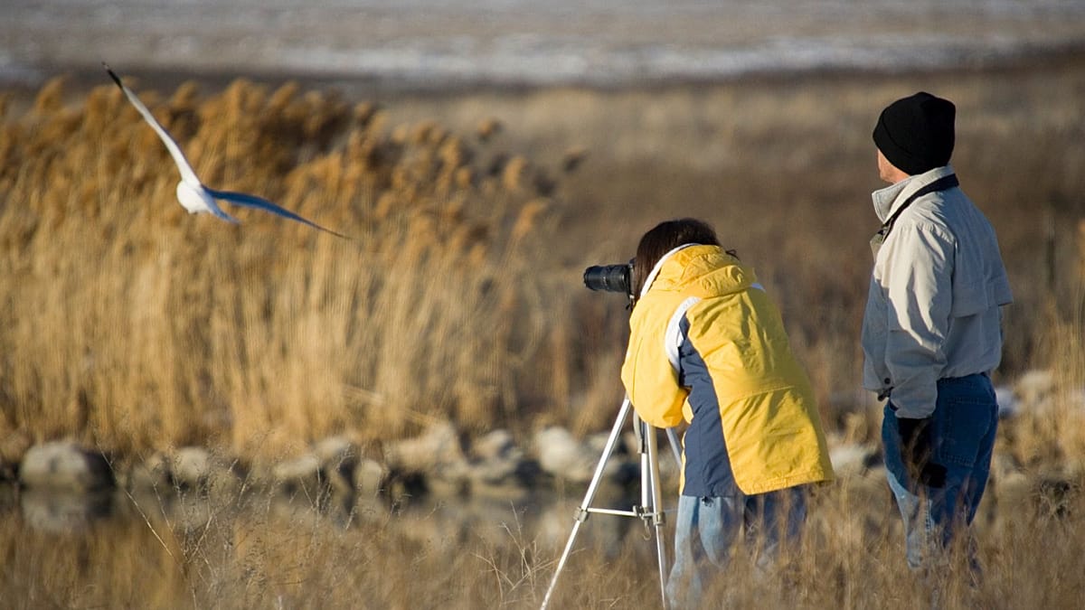 Birdwatching emerges as a novel therapy for stroke-related aphasia