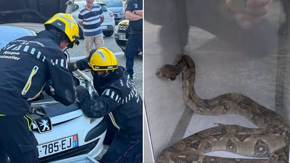 Boa constrictor found under car bonnet near Toulouse