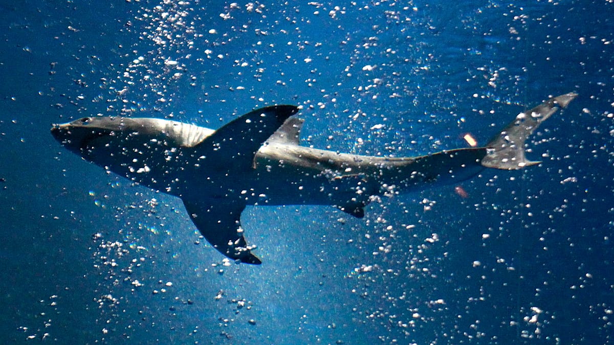 Busan's 'lost' bull shark draws over a million visitors to canal