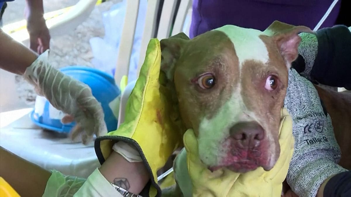 Cali rescue dog pulled from rubble as quake search enters final hours
