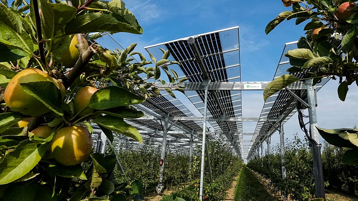 Can agrivoltaics end the land fight between farming and solar?