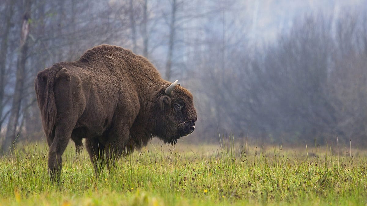 Can European bison help Spain's forests resist wildfires?
