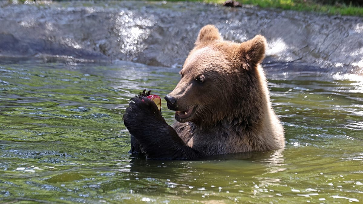 Cantabrian brown bears deceive rivals with fake size signals, study finds