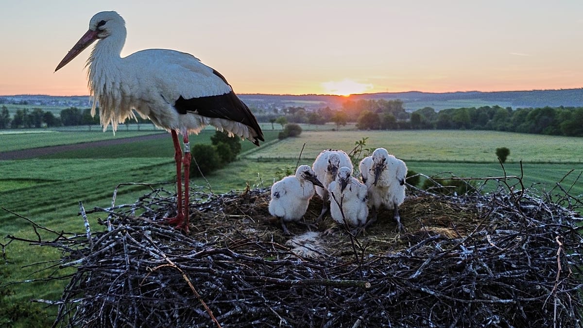 Carbon-Sucking Fungi and Forever Chemical Crackdowns: Positive Environmental Stories from 2026