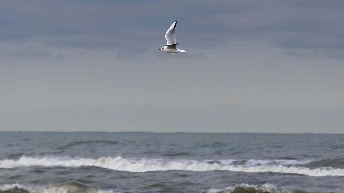 Caspian Sea Shrinking: Central Asian Nations Face Race to Save Ecosystems