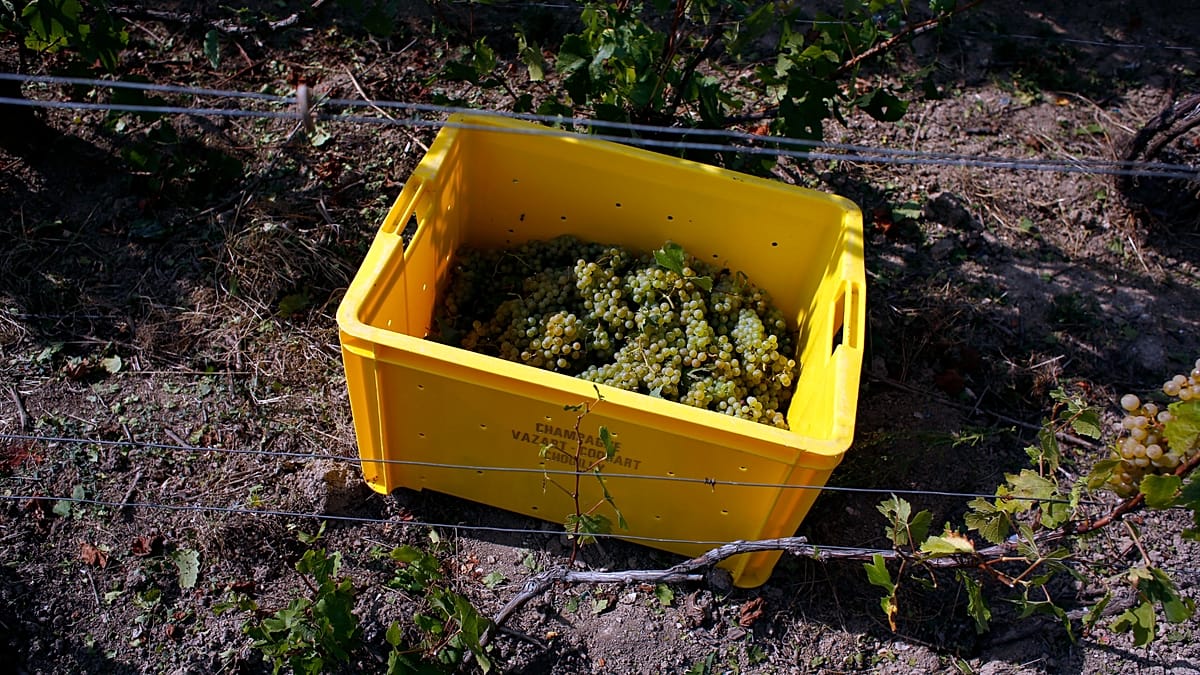 Champagne harvest begins early in France as heatwave accelerates ripening