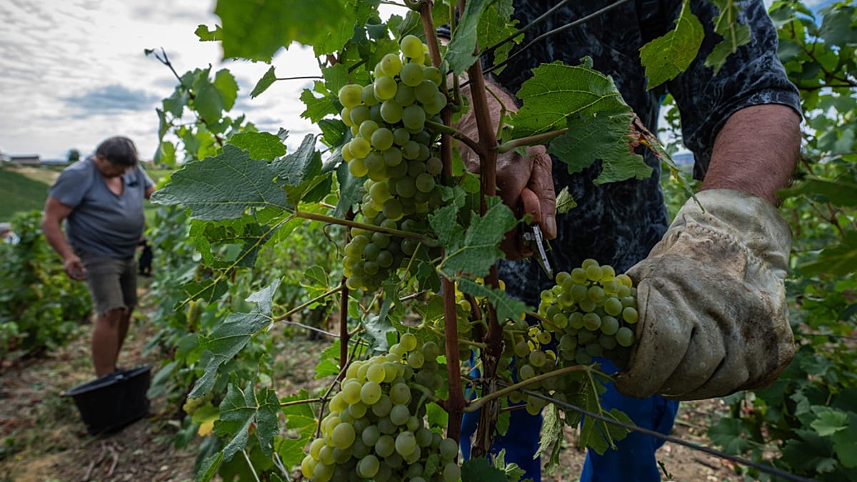 Champagne harvest starts in mid-August as climate shifts