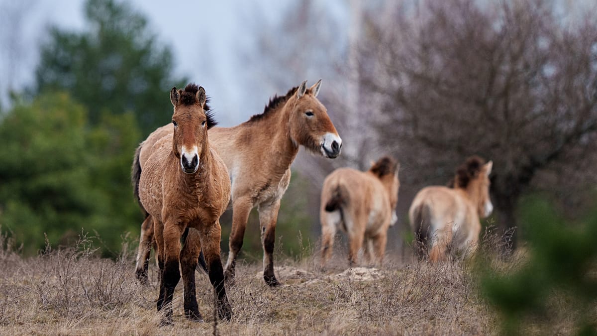 Chernobyl Exclusion Zone Becomes Unlikely Wildlife Haven 40 Years After Disaster