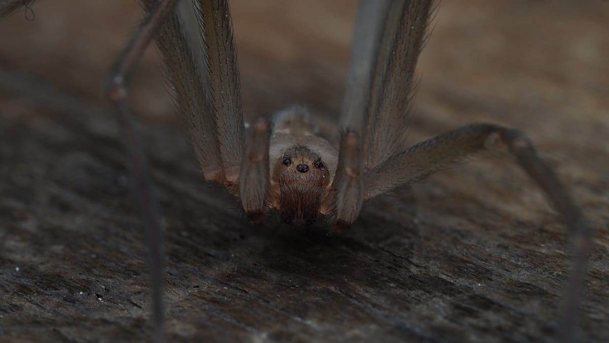 Chilean Recluse Spider Discovered in Porto, First Record in Iberia