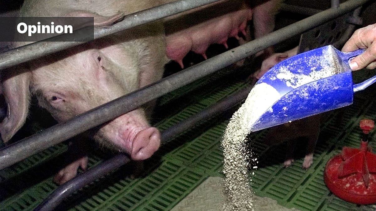China's Food Security Strategy Outpaces EU's Reliance on Imported Animal Feed