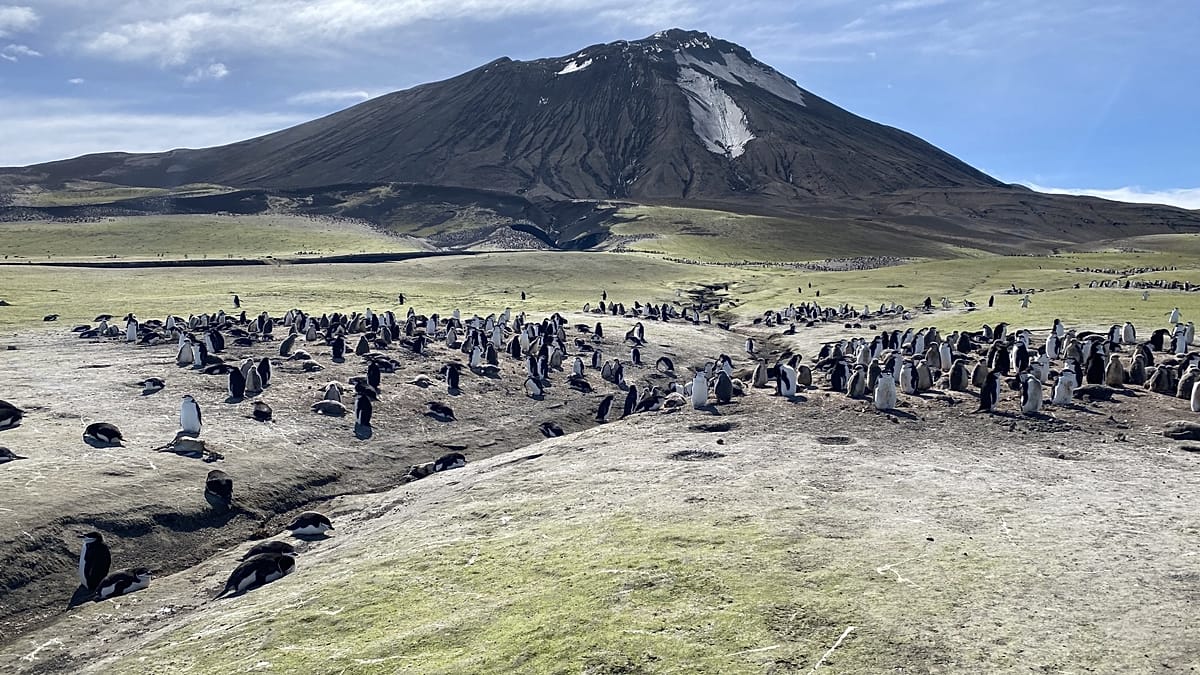 Chinstrap penguins vanish from remote volcanic island as seas warm