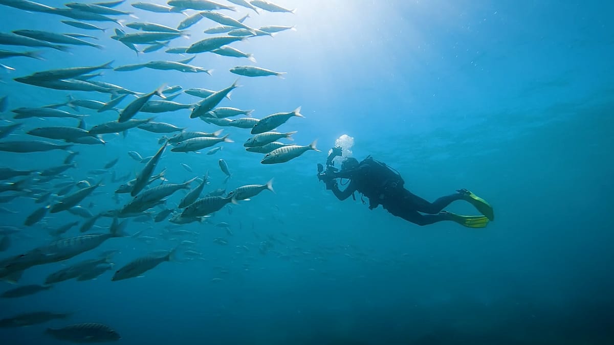 Citizen Photos Help Scientists Track Marine Life in the Canary Islands