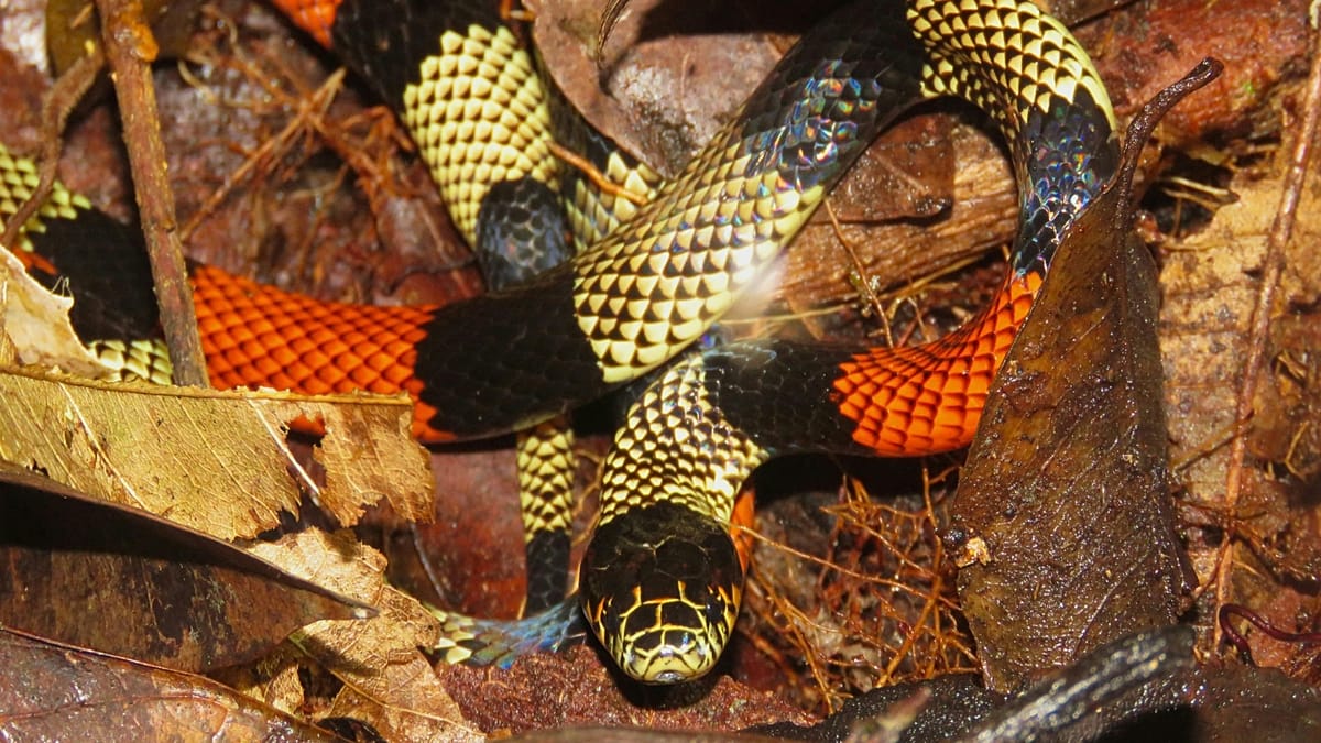 Climate Change and Urban Sprawl Drive Venomous Snakes Toward European Cities