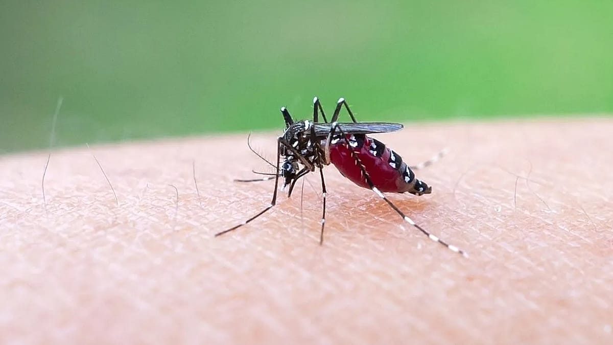 Climate Change Could Turn Europe Into a Chikungunya Hotspot, Study Warns