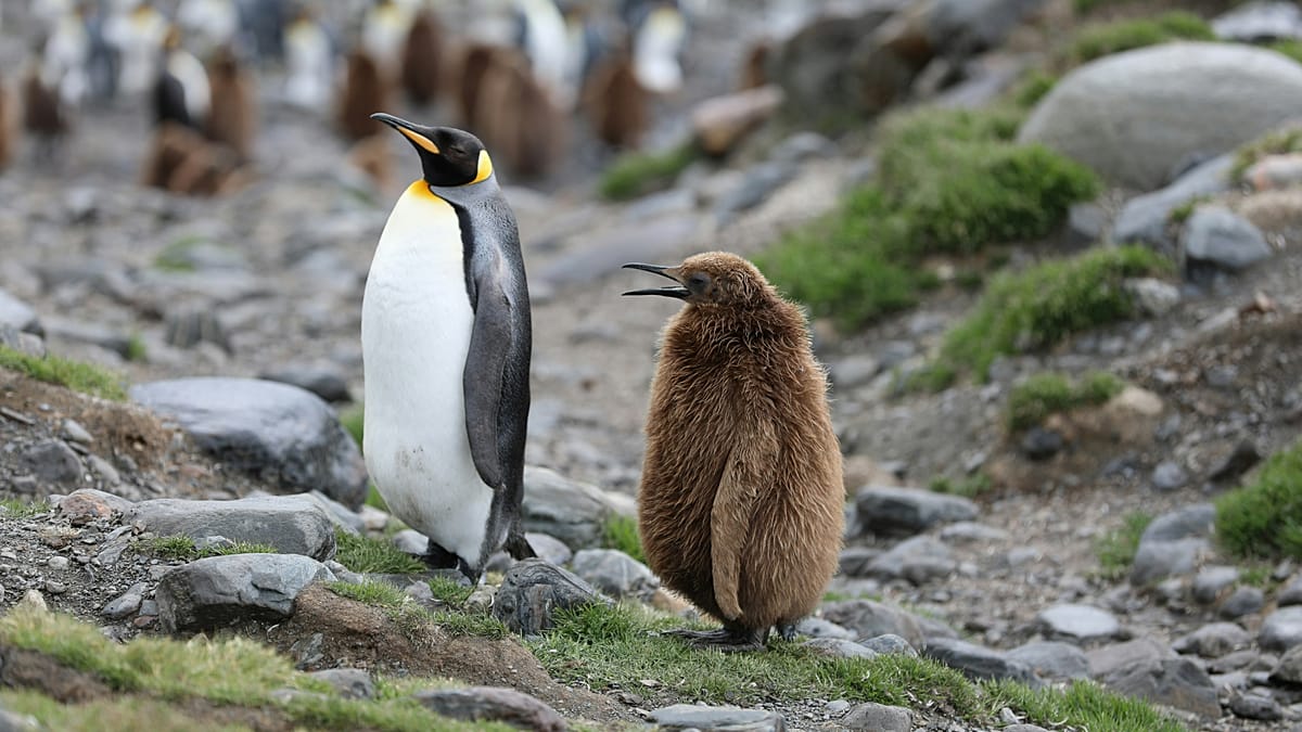 Climate Crisis Drives Emperor Penguin and Antarctic Fur Seal to Endangered Status