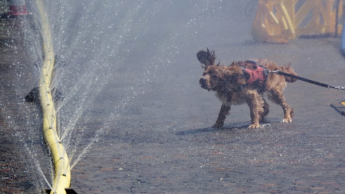 Cologne residents seek relief as Germany's heatwave pushes temperatures to 35C